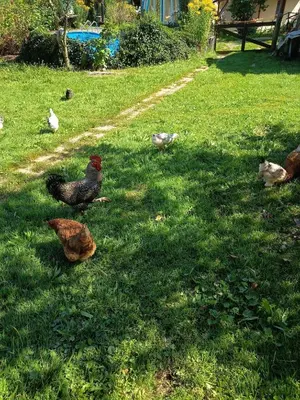 Tiere in der Ferienwohnung oder in der Nähe