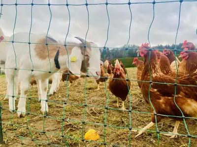 Tiere in der Ferienwohnung oder in der Nähe
