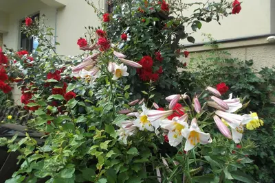 Ein Garten an der Unterkunft Pension Vogtländer
