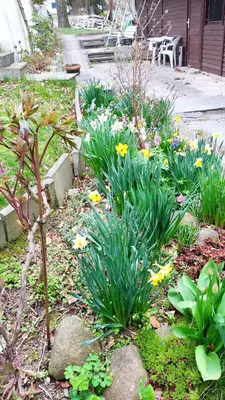 Ein Garten an der Unterkunft Pension Fischer