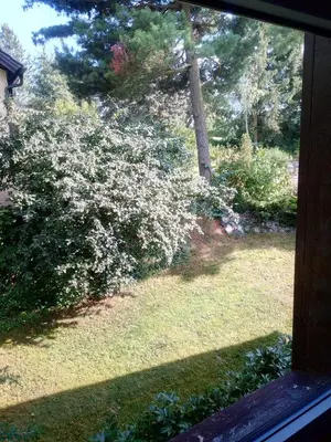 Ein Garten an der Unterkunft Pension Fischer