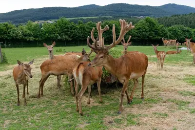 Tiere im Hotel oder in der Nähe