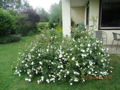Ein Garten an der Unterkunft Ferienwohnung Troglauer