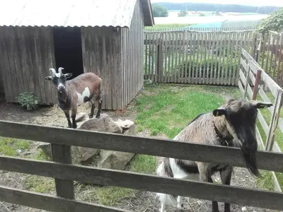 Tiere in der Ferienwohnung oder in der Nähe