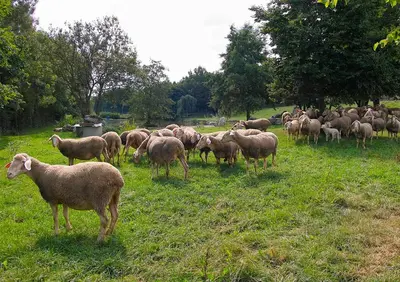Tiere im Hotel oder in der Nähe