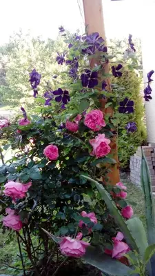Ein Garten an der Unterkunft Apartment mit Gartenblick