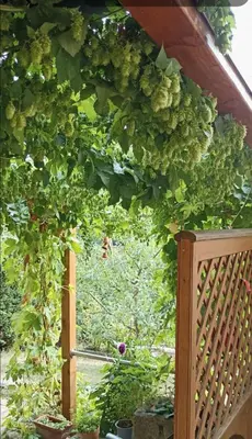 Ein Garten an der Unterkunft Apartment mit Gartenblick