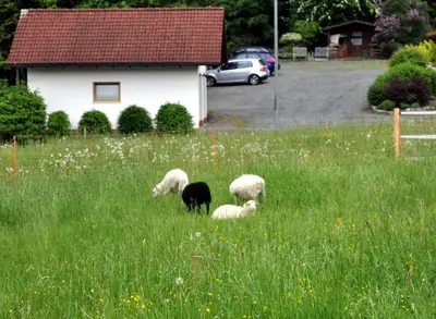 Tiere im Ferienhaus oder in der Nähe