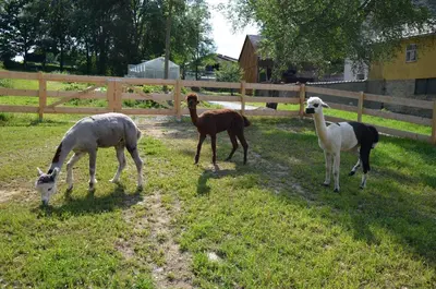 Tiere im Hotel oder in der Nähe