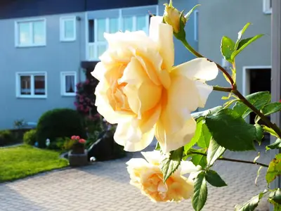 Ein Garten an der Unterkunft Ferienhof Obertennersreuth