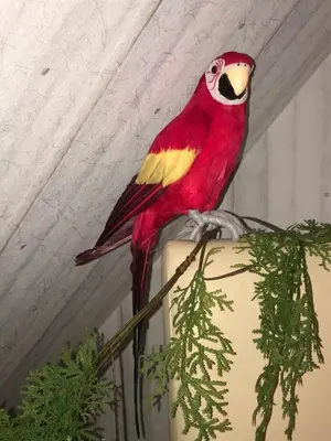 Tiere in der Ferienwohnung oder in der Nähe