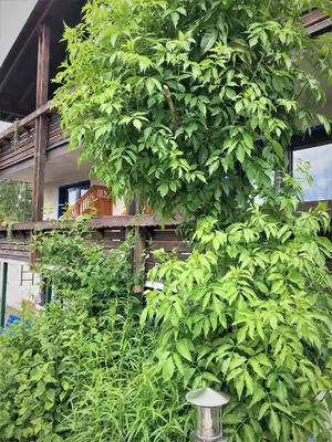 Ein Garten an der Unterkunft Antjes Schmankerlhotel und Restaurant