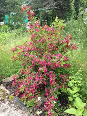 Ein Garten an der Unterkunft Grünlasmühle