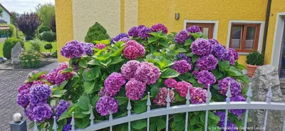 Ein Garten an der Unterkunft Landhaus Simon