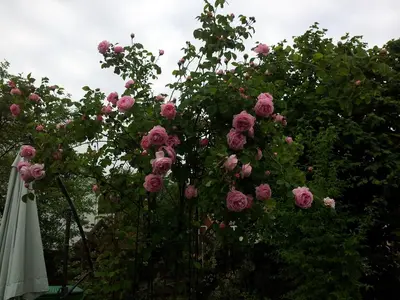 Ein Garten an der Unterkunft Ferienwohnung Dörfler
