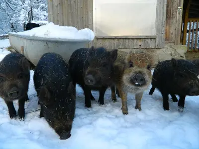 Tiere in der Ferienwohnung oder in der Nähe