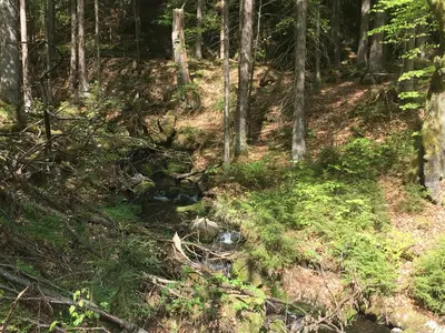 Naturlandschaft in der Nähe der Ferienwohnung