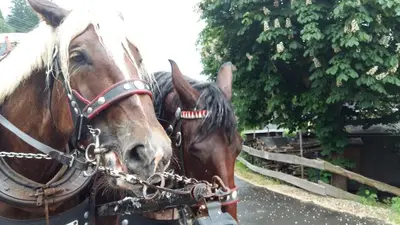 Tiere in der Ferienwohnung oder in der Nähe