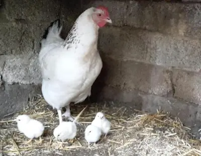 Tiere in der Ferienwohnung oder in der Nähe