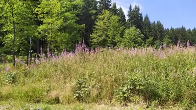 Naturlandschaft in der Nähe der Pension