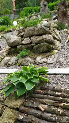 Ein Garten an der Unterkunft Greizer Kammhütte Gaststätte & Pension