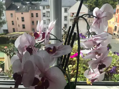 Ein Garten an der Unterkunft Apartment Enno