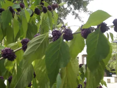Ein Garten an der Unterkunft Ferienwohnung Seifert