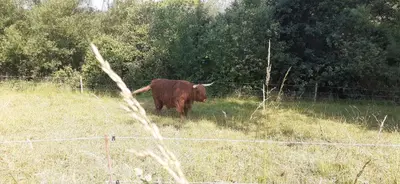 Tiere in der Ferienwohnung oder in der Nähe