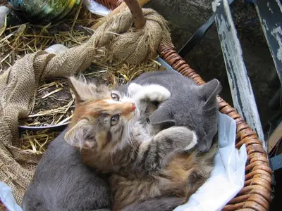 Tiere in der Ferienwohnung oder in der Nähe