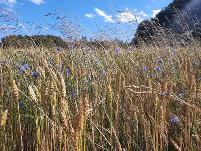 Naturlandschaft in der Nähe des Gasthauses
