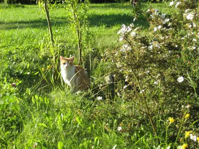 Ein Garten an der Unterkunft Ferienwohnungen Haberberger
