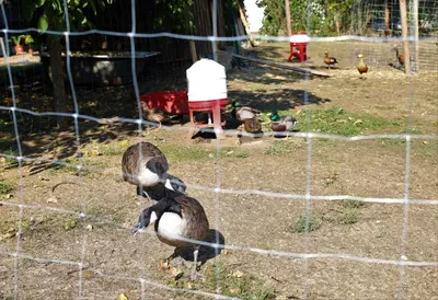 Tiere in der Ferienwohnung oder in der Nähe