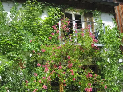 Ein Garten an der Unterkunft Ferienwohnungen Blätterrausch