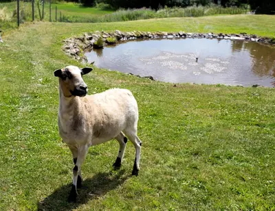 Tiere in der Pension oder in der Nähe