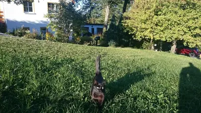 Ein Garten an der Unterkunft Ferienwohnung Hägelhof