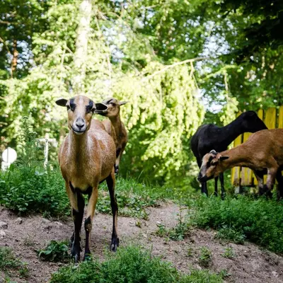 Tiere im Gasthaus oder in der Nähe
