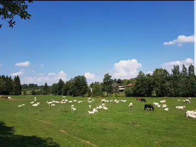 Tiere im Hotel oder in der Nähe