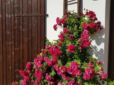 Ein Garten an der Unterkunft Ferienhaus Forstblick