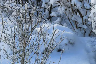 Heumanns Blockhaeuser am Wald im Winter