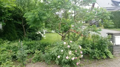 Ein Garten an der Unterkunft Apartment in Eibenstock 30354