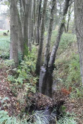 Naturlandschaft in der Nähe der Ferienwohnung