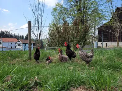 Tiere in der Zelt-Lodge oder in der Nähe