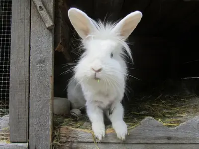 Tiere in der Ferienwohnung oder in der Nähe