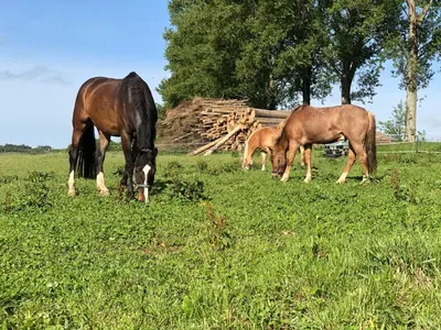 Tiere in der Ferienwohnung oder in der Nähe