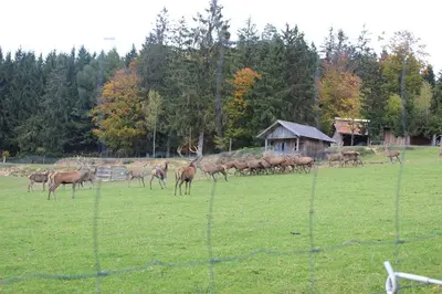 Tiere im Hotel oder in der Nähe