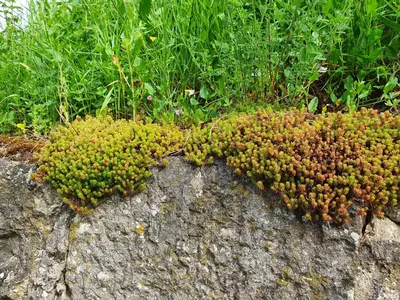 Ein Garten an der Unterkunft Haus Goldfuß