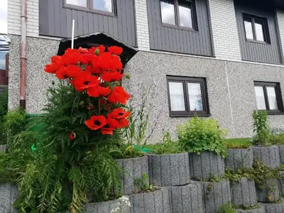 Ein Garten an der Unterkunft Ferienwohnung Suetovius