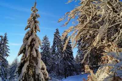 Gasthof Pension Waldfrieden im Winter