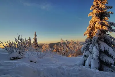 Gasthof Pension Waldfrieden im Winter