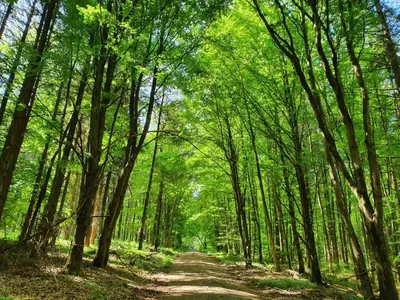 Naturlandschaft in der Nähe der Ferienwohnung